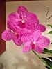 Vanda Pachara Delight No. 2 'pink'-img-20130712-wa001-jpg
