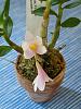Dendrobium mountain magic # 5-orchids-pics-73113-055-den-mountain-magic-5-jpg