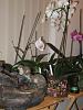 Orchid Humidifier-dscf1550-jpg