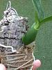 Baptistonia echinata, new pbulb or spike?-imageuploadedbytapatalk1376208198-012795-jpg
