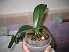 Orchid stopped growing, leaves drooping, roots drying-august-drooping-leaves-jpg
