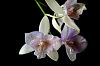 Caluocattleya Chantilly Lace 'Twinkle'-caulocattleya-chantilly-lace-twinkle-eldarado-splash-caularthron-bicornatum-06-olympic-jpg