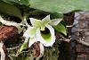 eurychone rothschildiana first bloom-img_1695-jpg
