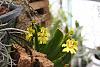 erycina pusilla blomming-img_1696-jpg