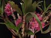 Dendrobium Hibiki culture-6289-jpg