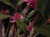 Dendrobium Hibiki culture-6292-jpg