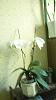 Phaleonopsis that was Dehydrated is Blooming-rescued-phaleonopsisjpg-jpg