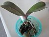 Getting a phal to grow deeper roots-2013-07-04-jpg