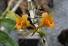 Dendrobium Crocatum-img_1703-jpg