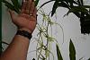 HUGE flower sized Brassia Brachiata-img_1725-jpg