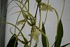 HUGE flower sized Brassia Brachiata-img_1726-jpg