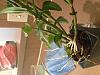 Dendrobium Keiki, I need your Help!!-photo-sep-07-1-05-48-pm-jpg