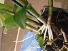 Dendrobium Keiki, I need your Help!!-photo-sep-07-1-05-53-pm-jpg
