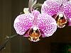 Some Orchids in Bloom-flowers-010-jpg