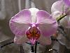 Some Orchids in Bloom-flowers-015-jpg