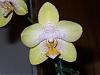 Some Orchids in Bloom-flowers-022-jpg