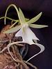 Has Anyone Successfully Kept A Ghost Orchid? (Dendrophylax lindenii)-450px-ghost_orchid-jpg