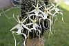 Has Anyone Successfully Kept A Ghost Orchid? (Dendrophylax lindenii)-ghost-orchid-bunch-jpg