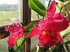 Blc. Sanyung Ruby 'Kuang Lung'-orchids-016-medium-jpg