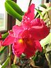 Blc. Sanyung Ruby 'Kuang Lung'-orchids-017-medium-jpg