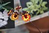 Build The Ultimate Orchid Collection-img_9573-jpg