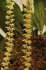 Build The Ultimate Orchid Collection-img_0403-jpg