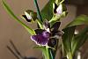 Build The Ultimate Orchid Collection-img_0569-jpg