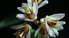 Dockrillia rigida in bloom!-dsc04646-jpg