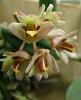 Dockrillia rigida in bloom!-dsc04653-jpg