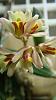 Dockrillia rigida in bloom!-dsc04654-jpg