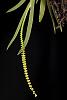 Growth Habit of Oberonia rufilabris-9841-4-jpg
