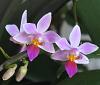 2014 Orchid Board Calendar Contest-phalaenopsis-equestris-jpg