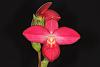 2014 Orchid Board Calendar Contest-small_img_8339-phrag-asuko-fischer-utsukushii-orchids-limited-jpg