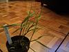 Need some info on Epidendrum Oellga(a)rdii-epidendrum-oellga-rdii-jpg
