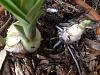 Mystery orchid growing in the mulch in my yard.?-image-jpg