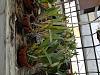 Botanical Gardens - Orchid lover's dream-img_0057-jpg