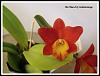 What's Blooming at my Place-rlc-chian-tzy-golden-orange-jpg