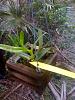 New Epidendrums + 1 maxillaria-epi1-jpg