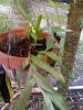 New Epidendrums + 1 maxillaria-epi2-jpg