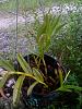 New Epidendrums + 1 maxillaria-epi3-jpg