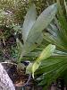 New Epidendrums + 1 maxillaria-epi4-jpg