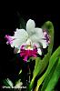 two photographs of BLc. White Spark Panda for you all-blc-white-spark-panda-1-jpg