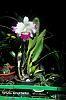 two photographs of BLc. White Spark Panda for you all-blc-white-spark-panda-2-jpg