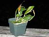 Restrepia brachypus blooming-img_0147-640x480-jpg
