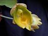 a few catasetum in bloom this month-pb140014-jpg