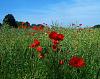 Some wild orchids of Germany-papaver-rhoeas-field-brassica-napus-jpg