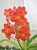 V. (Ascda) Yip Sum Wah 'RF Orchid'-img_0870-jpg