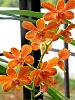 Orchid plant collection of The Urban Orchid Boutique-orange-green-dend-jpg
