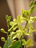 Orchid plant collection of The Urban Orchid Boutique-yellow-dendrobium-close-jpg