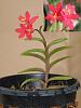 Orchid plant collection of The Urban Orchid Boutique-red-epidendrum-jpg